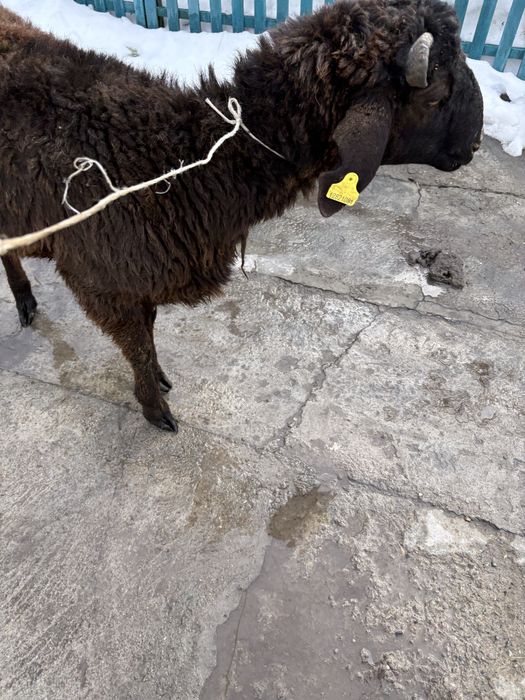 Баран жырный