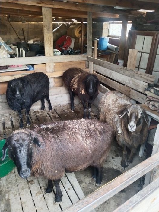 Семіз қой сатамын