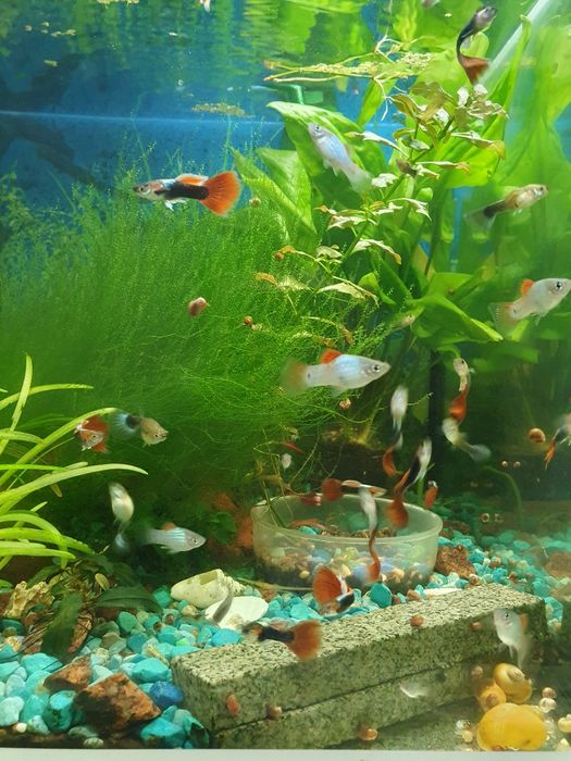 Улитки спикси улитки