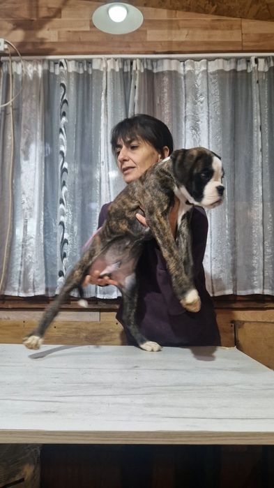 Продават се Немски Боксер