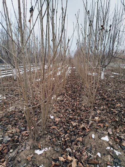 Мевали кочатлар хамма туридан бор