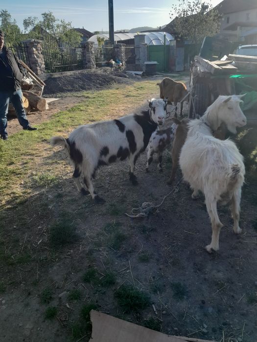 Vând 3 capre si doua iedute