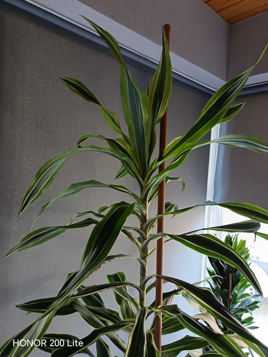 Plante verzi tot timpul