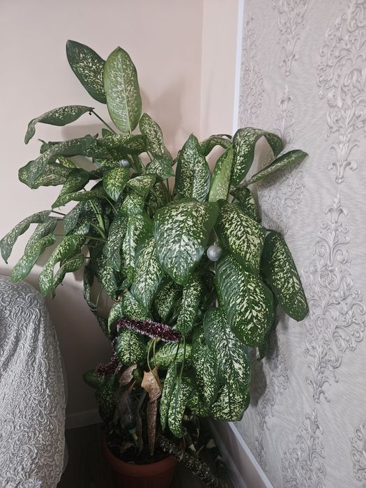 Цветы домашние продам