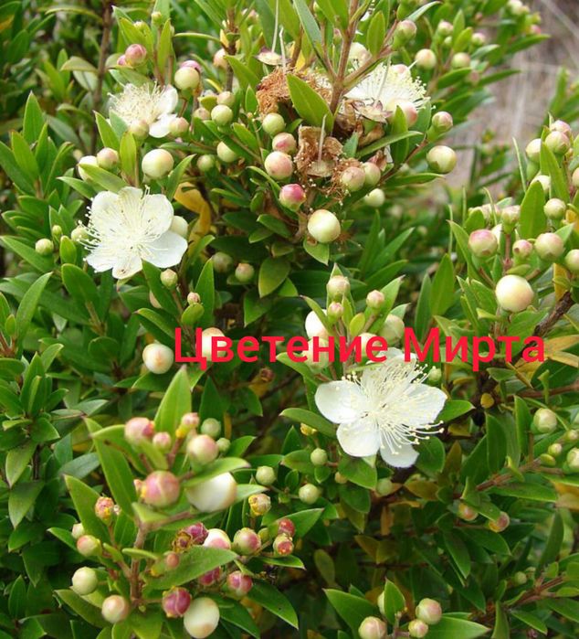 Мирт мелколистный