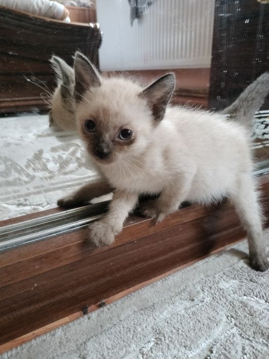 Pisoi alb cu gri
