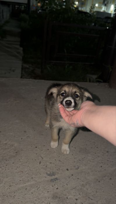 В добрые руки! Милый красивый щеночек