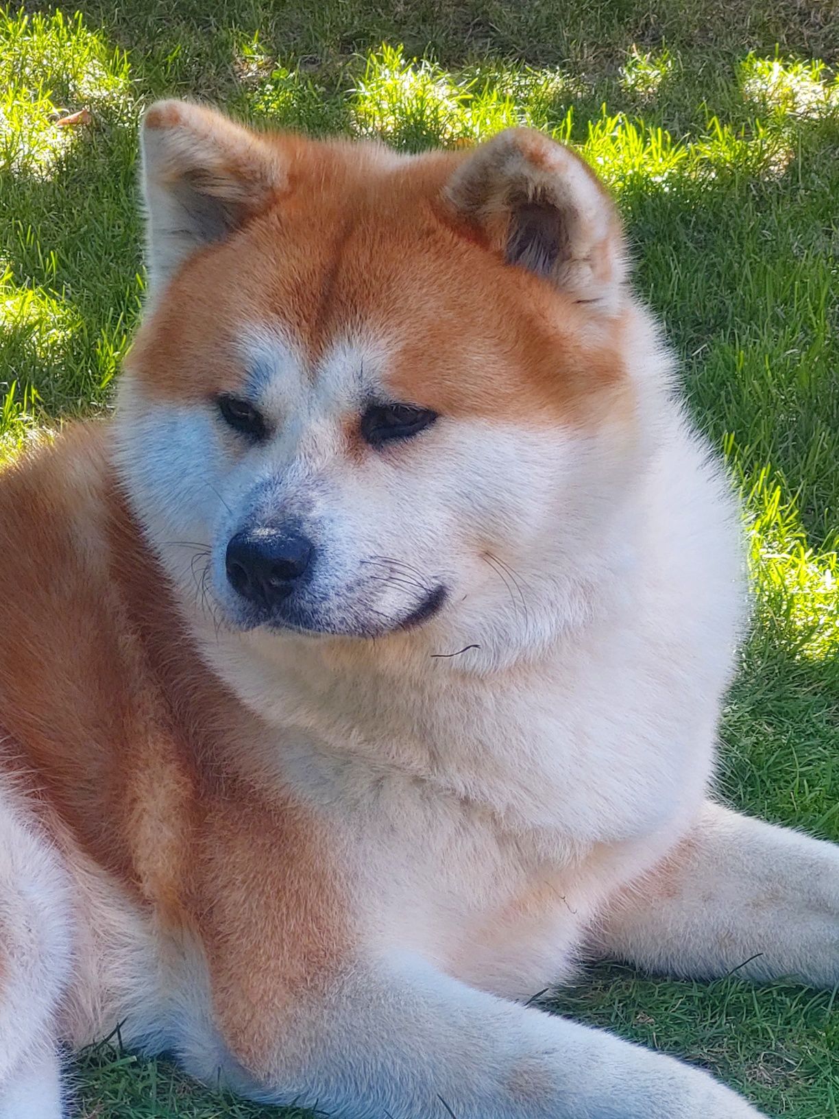 Akita deals inu olx