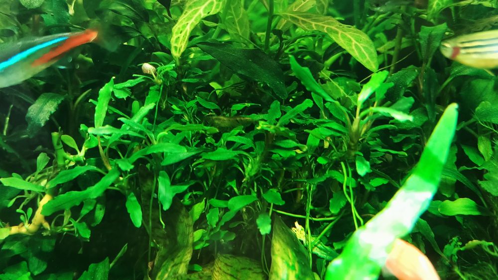 Продам буцефаландры