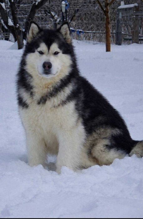 Pui Malamut de Alaska cu Pedigree - calitate exceptionala