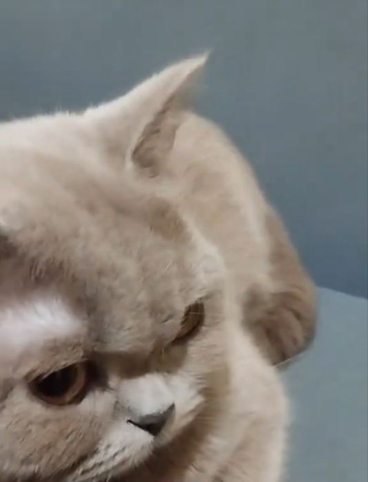 Вязка кошечка британка