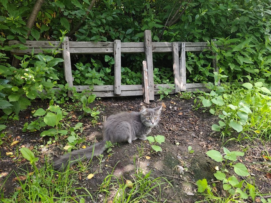 Котенок в добрые руки