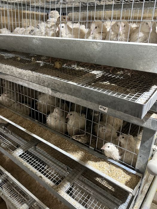 Продам перепелок с клетками