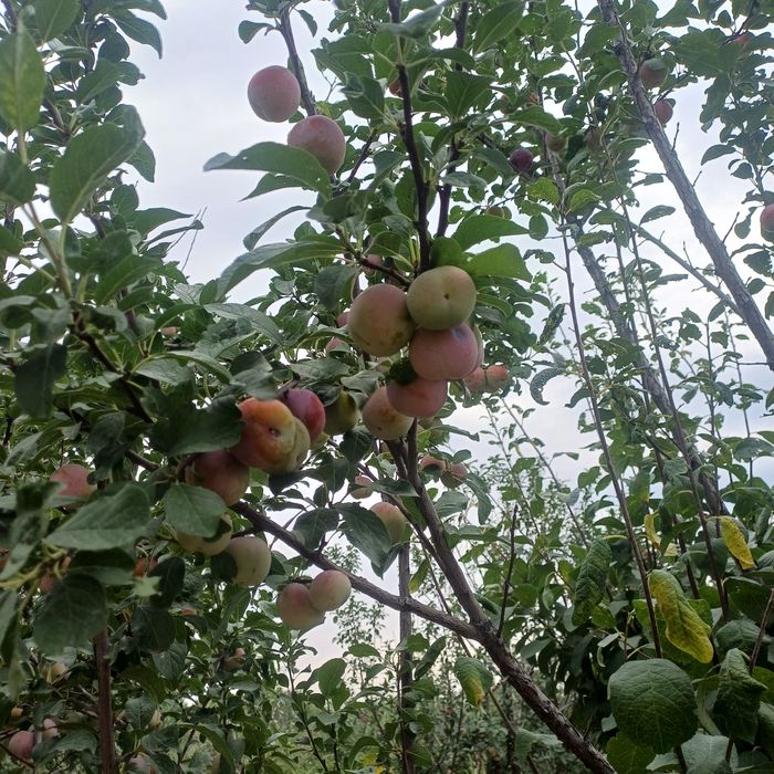 Продам яблоки конфетовка и сливу .