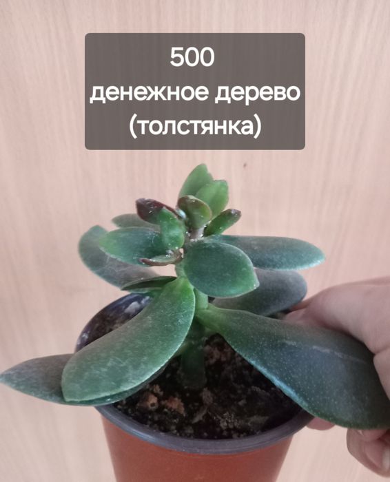 комнатные растения