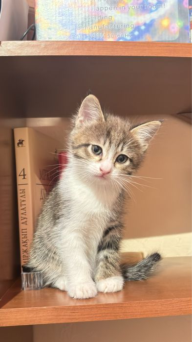 Котенок домашная 2месяцев ,милая , приуена к лотку