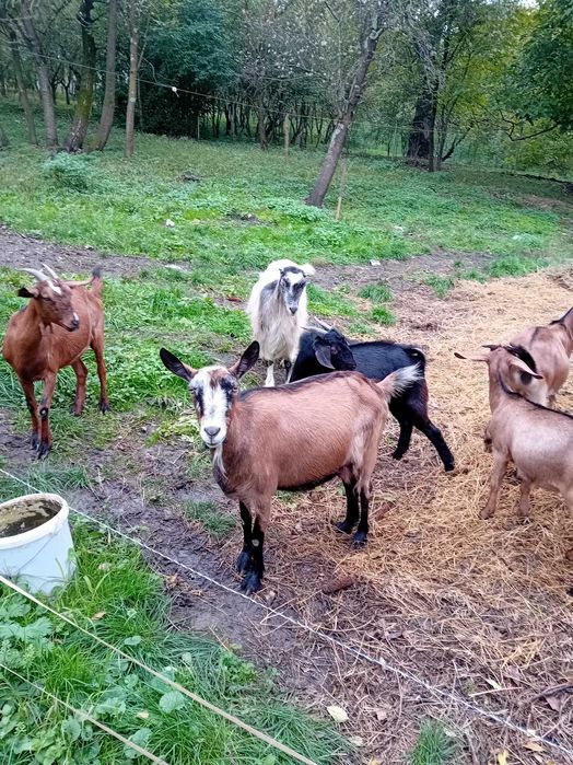 Vând capre  la 500ron