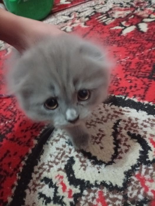 Scottish fold kitten