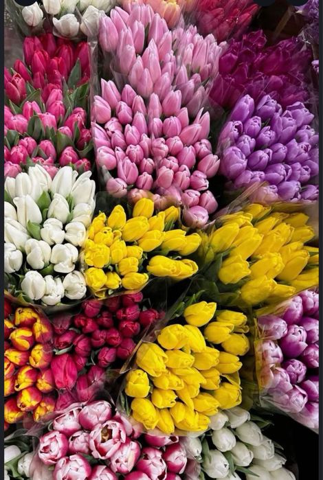 тюьпаны оптом и розницу
