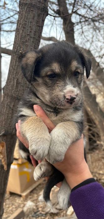 Отдам щеночков в добрые руки