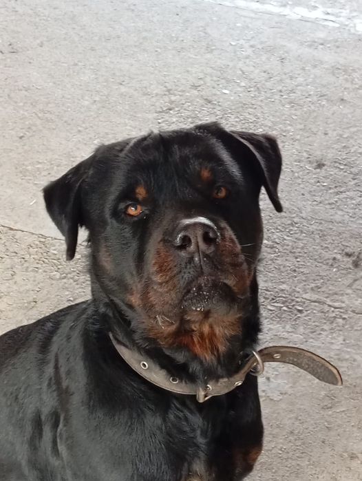 Продам щенков ротвейлер с питбулем