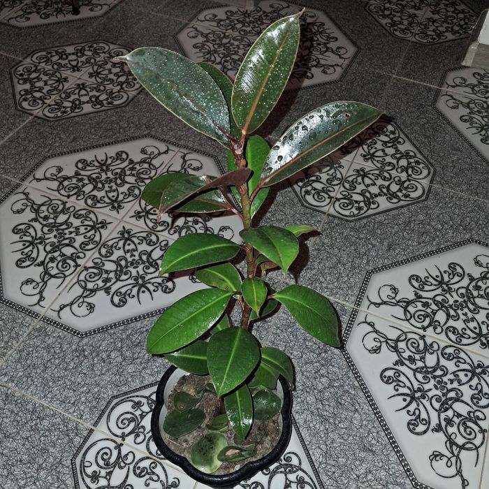 Домашние цветы Мырзакент