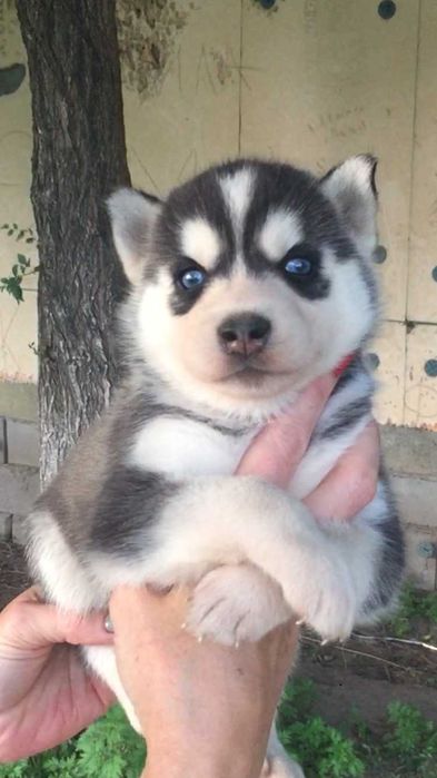 Девочка хаски по реальной цене