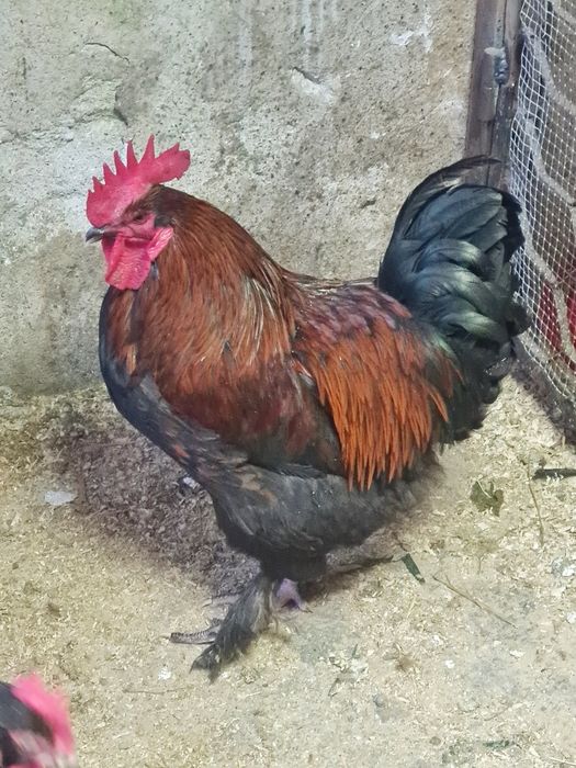 Свободни Млади Петли