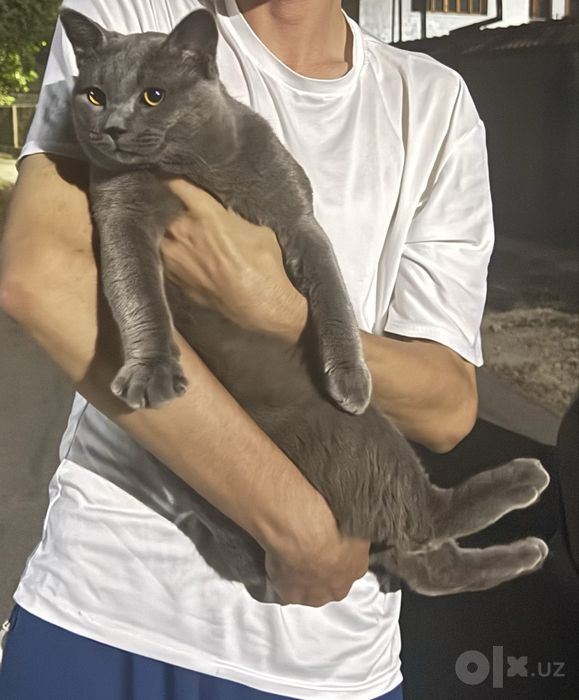 продается кошка домашняя