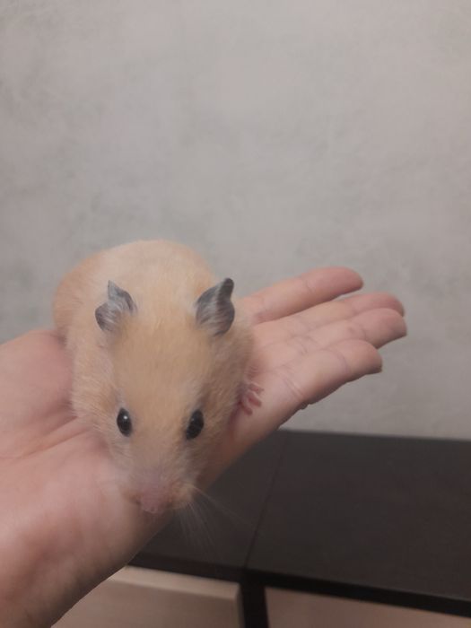 Продаётся сирийской хомячок девочка