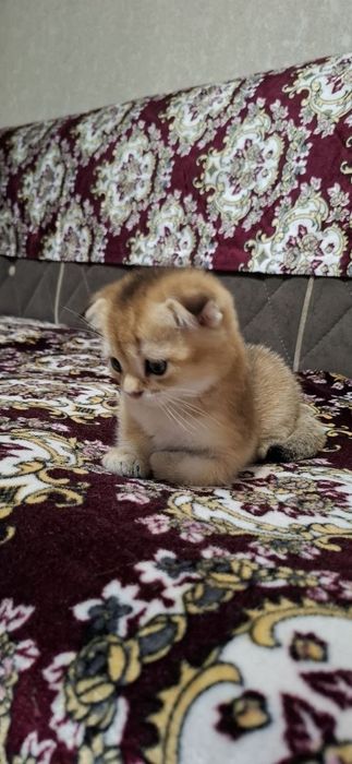 Котята Скоттиш фолд√