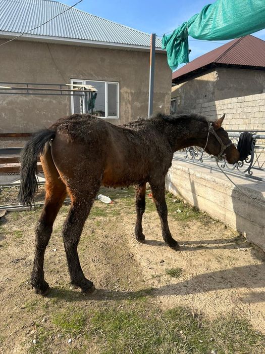 полторашка сатылады