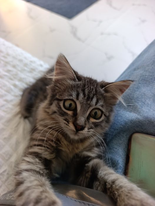 Кошечка, в добрые заботливые руки