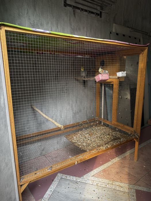 попугай корелла с вольерам прадаётса