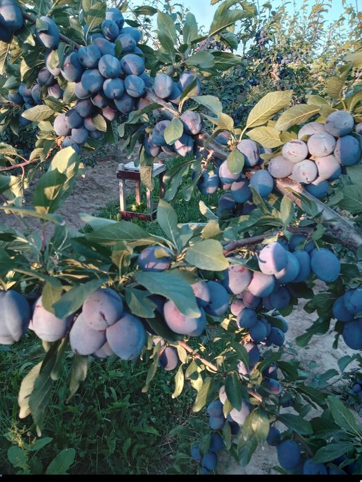 Prune pentru țuică