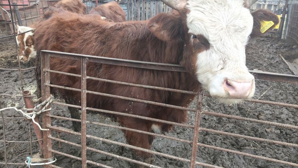 Продам бычка 1 год 2 месяца