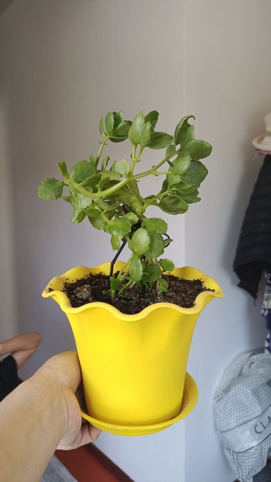 Комнатные цветы-горшоктағы гүлдер