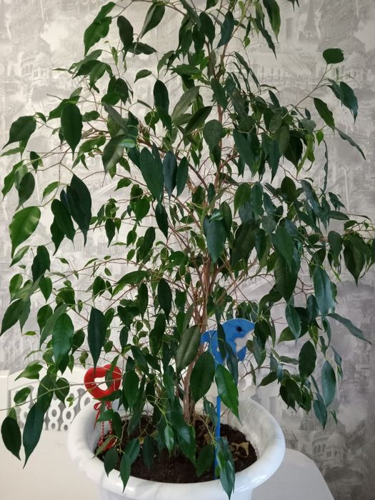 Продам Комнатные цветы Фикус бенджамина