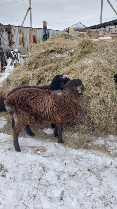 Продам молодой қошқар