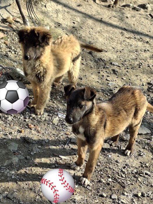 Donez doi catei de cinci luni