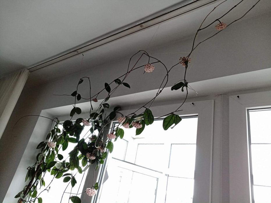 Plante de apartament, birou, gradină etc.