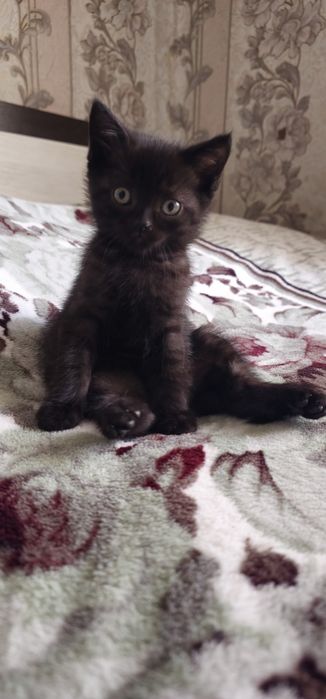 Скоттиш страйт девочка