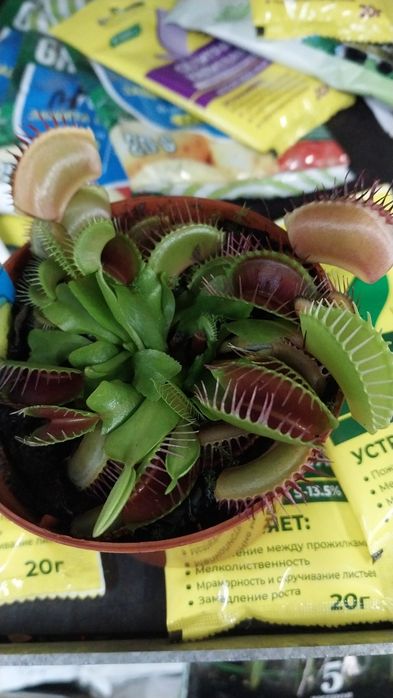 Дианея мухоловка хищник #мухоловк Сарацея