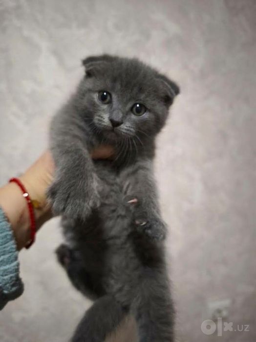 Фолд и страйт котята