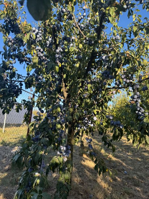 Prune de vanzare