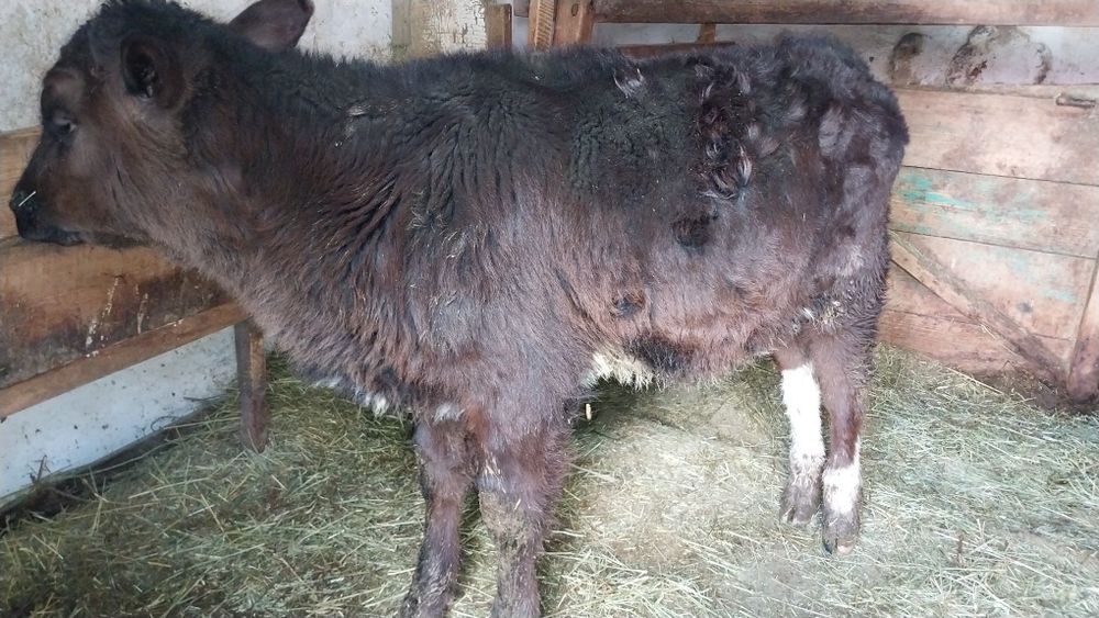 Бұзау бычок 3 айлық.