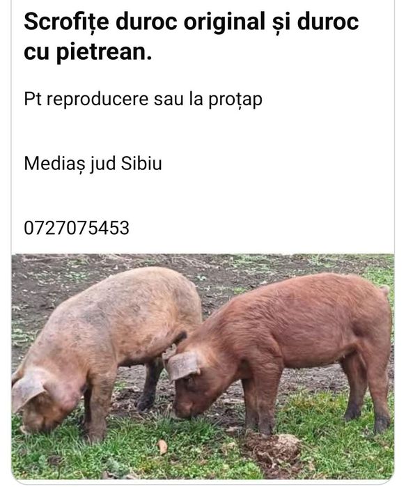 Iepuri de vanzare