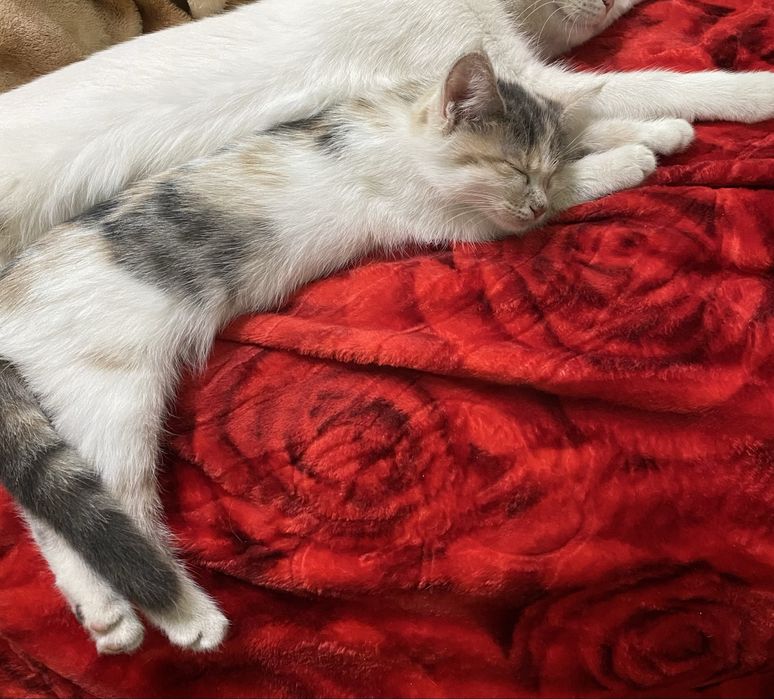 мушукчалар яхши каридавун одамлара барилади!