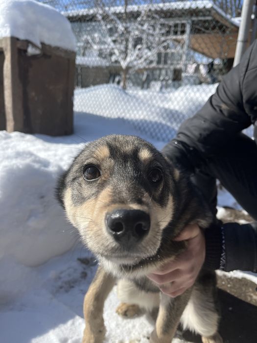 Щенок в добрые руки