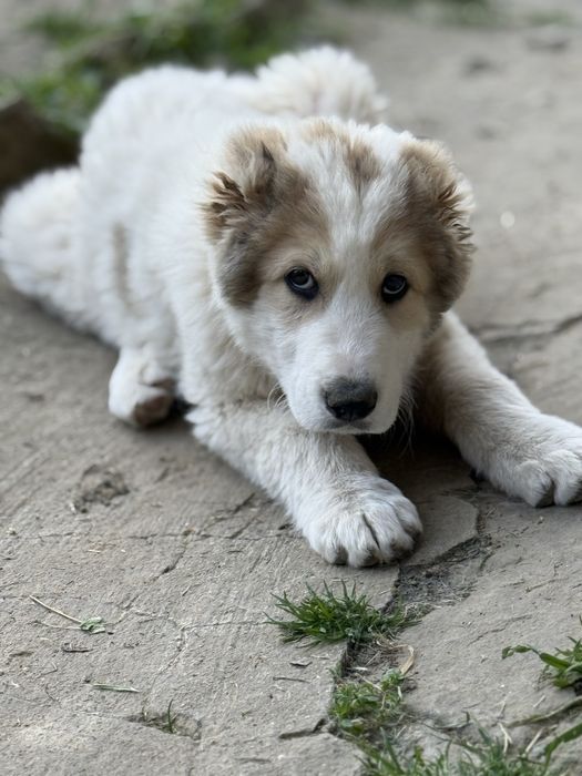 САО Алабай - мъжко